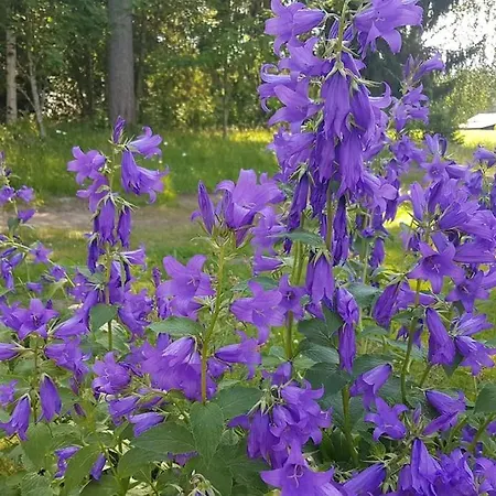 아파트 Talo Porokylae - *