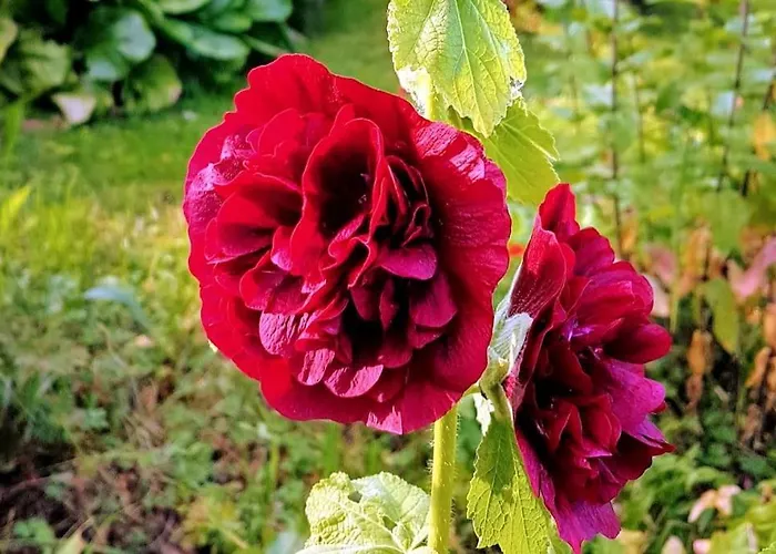 Talo - Porokylae Apartman